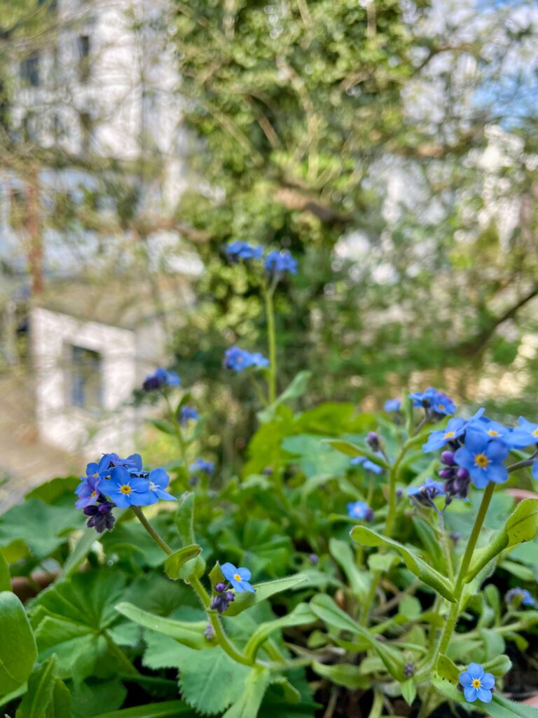 Blaue Blüten des Wald-Vergissmeinnnicht