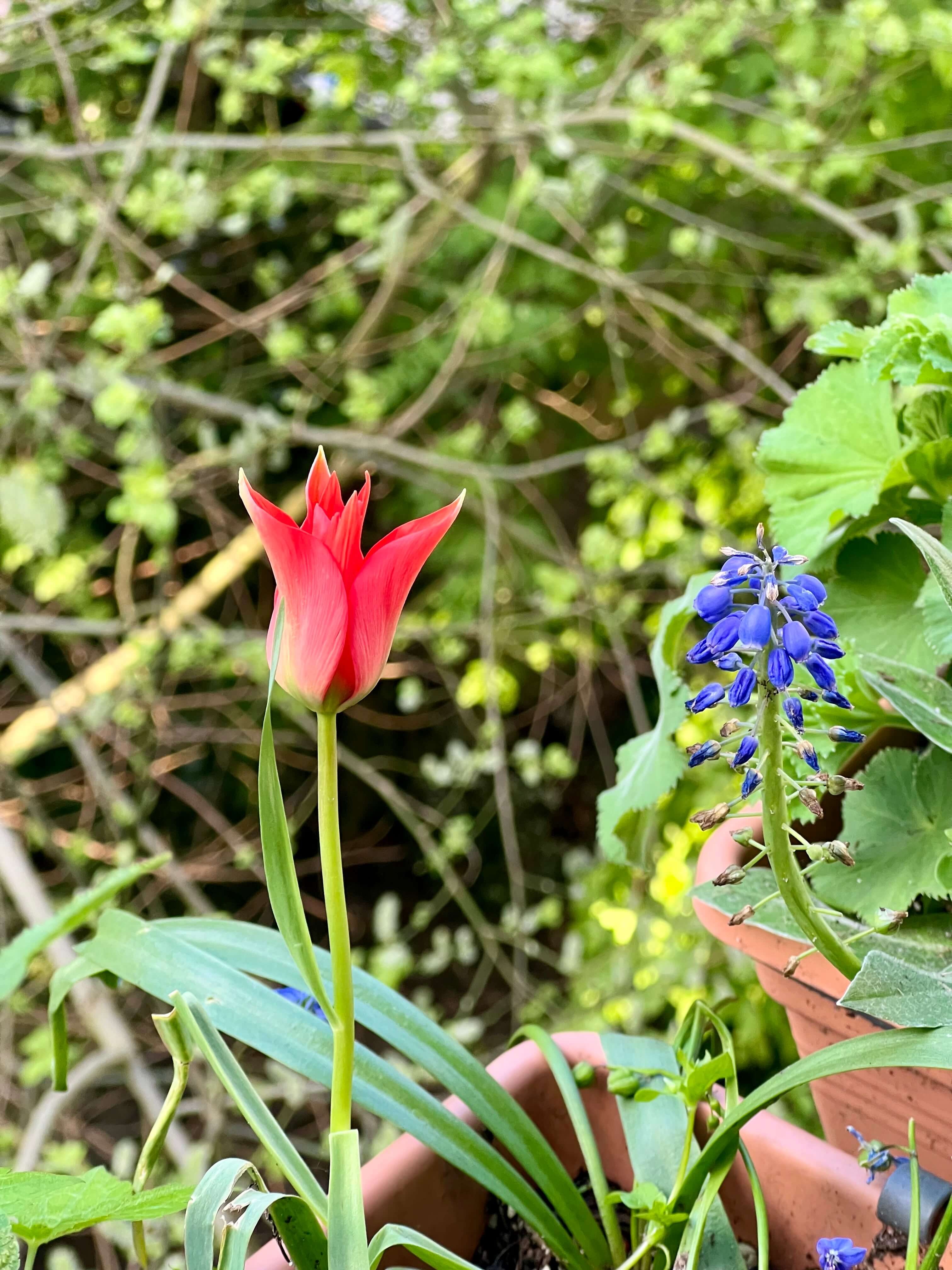 Rote Wildtulpe und blaue Traubenhyazinthe