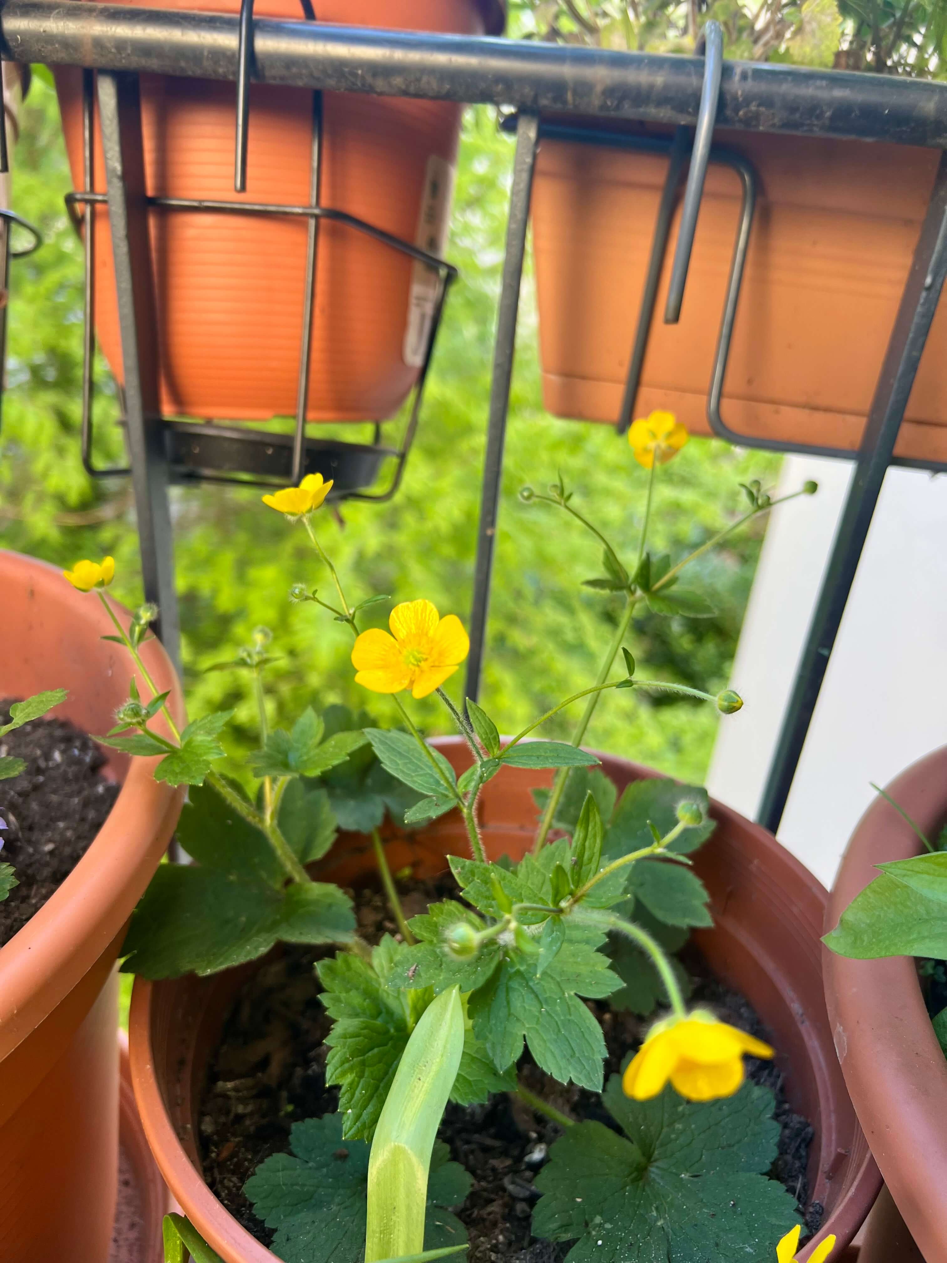 Wolliger Hahnenfuß blüht in Gelb