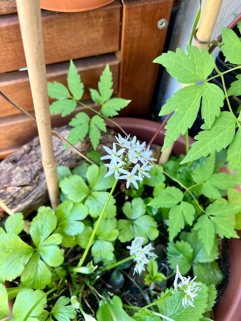 Weiße Bärlauchblüten vor Grün im Kübel