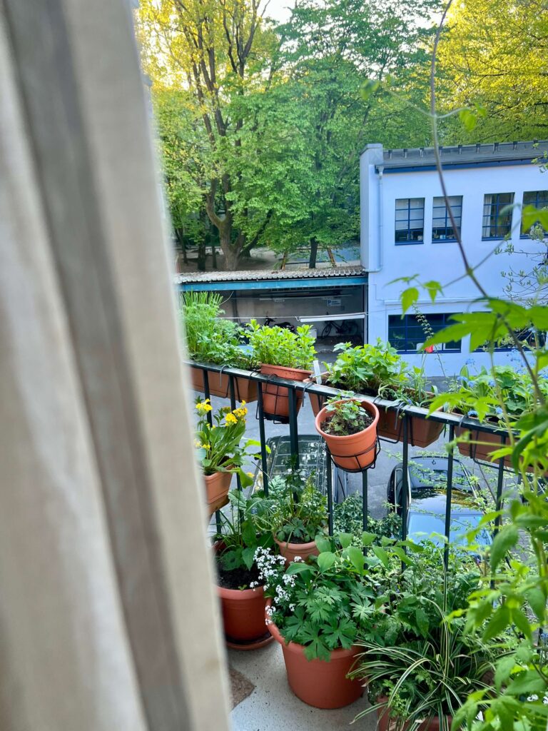 Viele Blätter und Kübel auf dem Nordbalkon