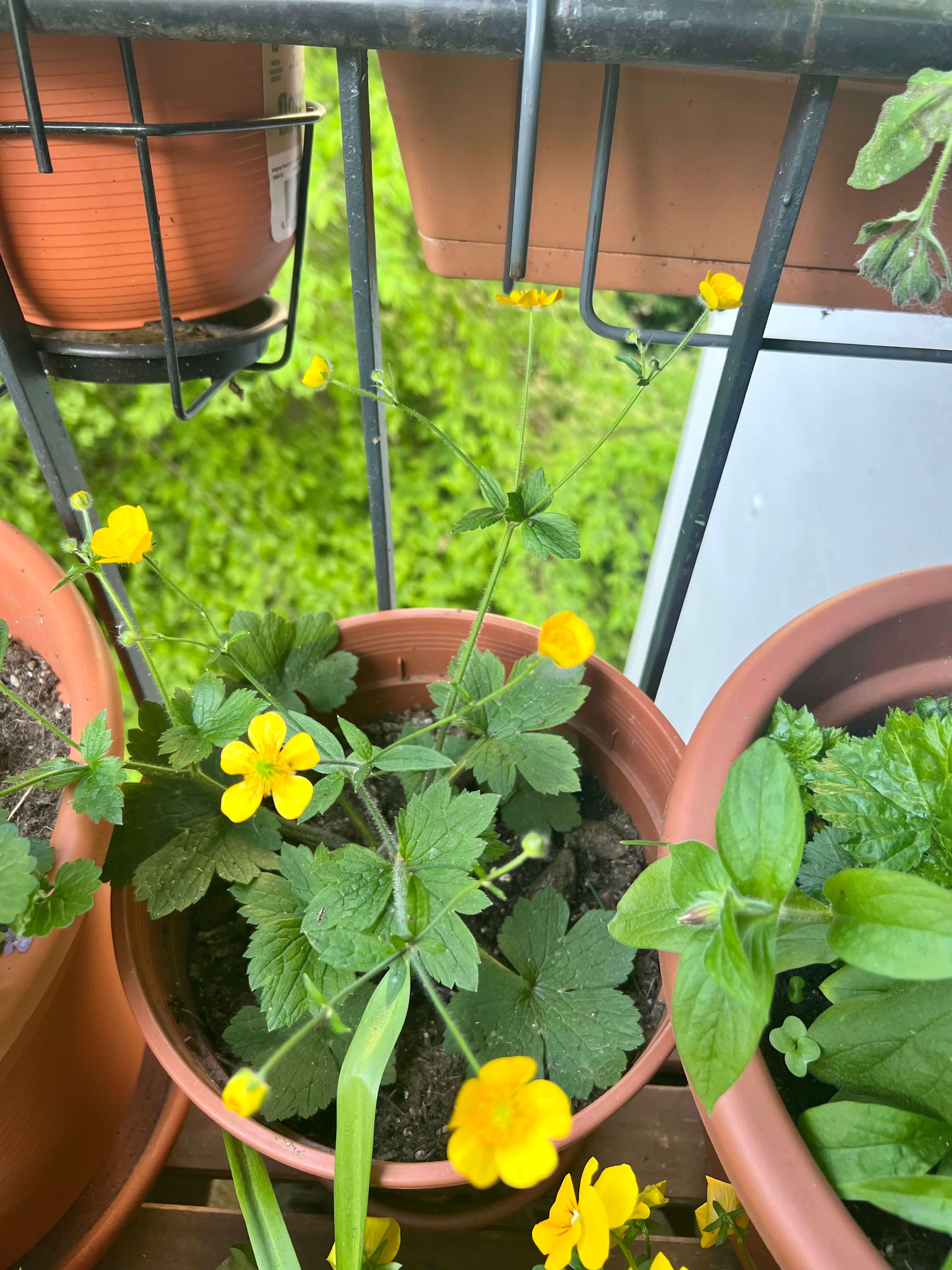 Gelbe Blüten des Wolligen Hahnenfußes