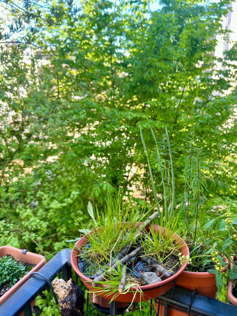 Insektentränke mit Gräsern, Stöcken und Steinen