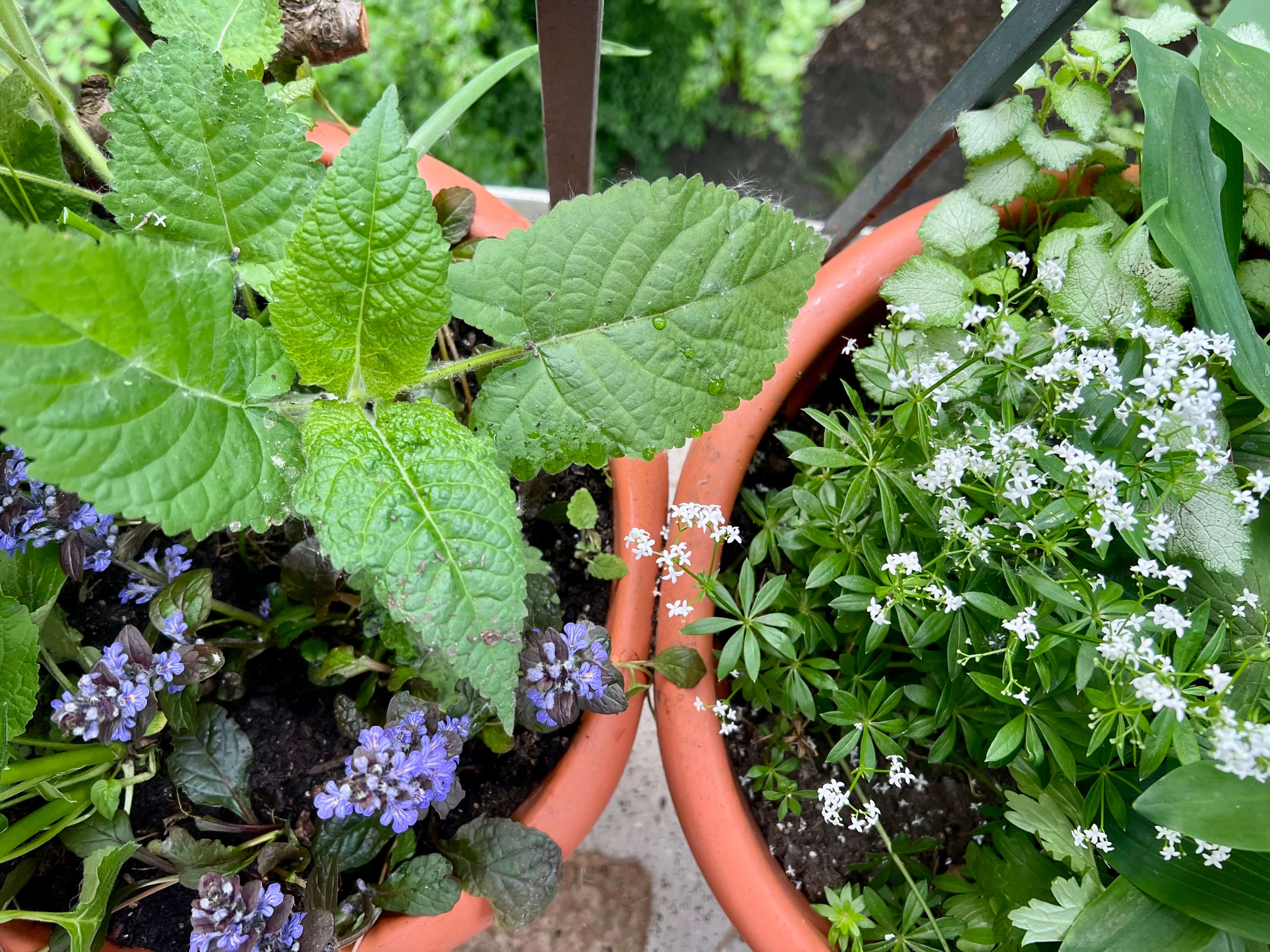 Weiße Waldmeisterblüten und lila Günselblüten
