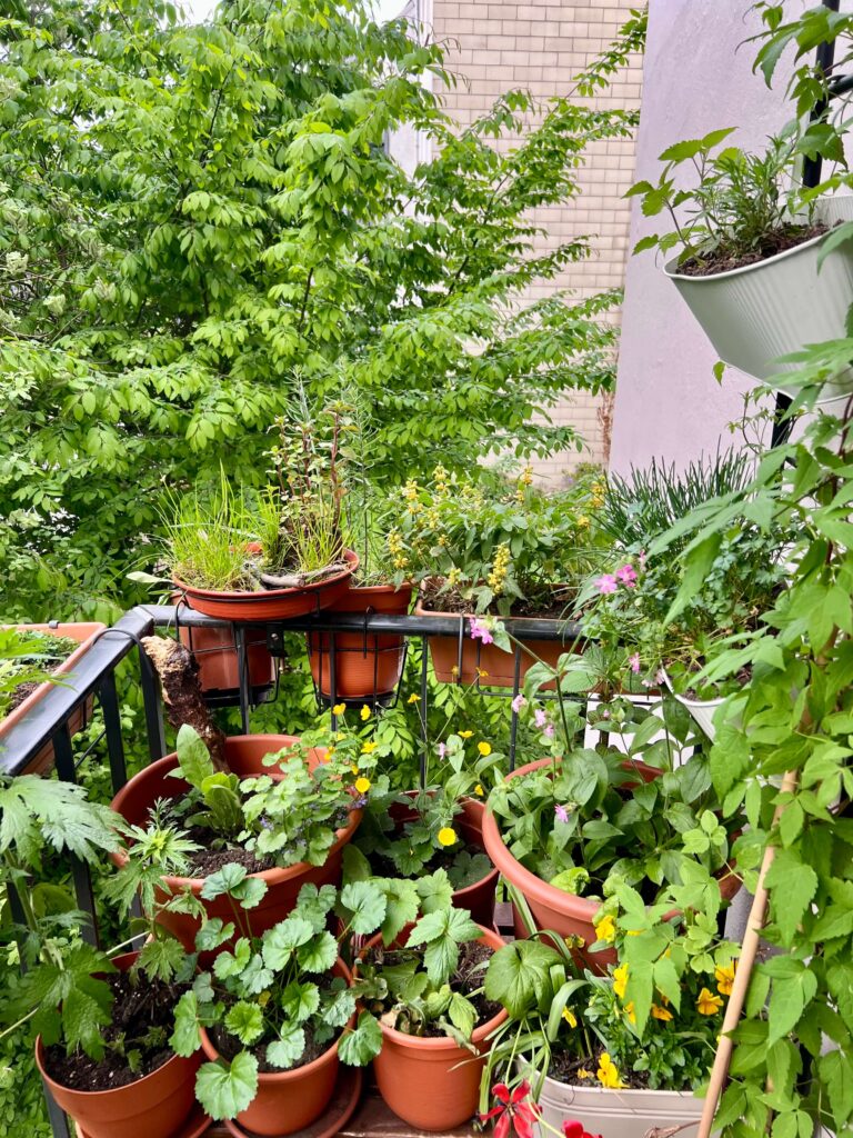 Viele Blüten auf dem Nordbalkon