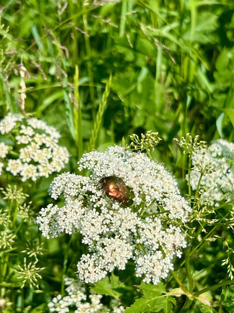 Goldglänzender Rosenkäfer auf Kirschblüte
