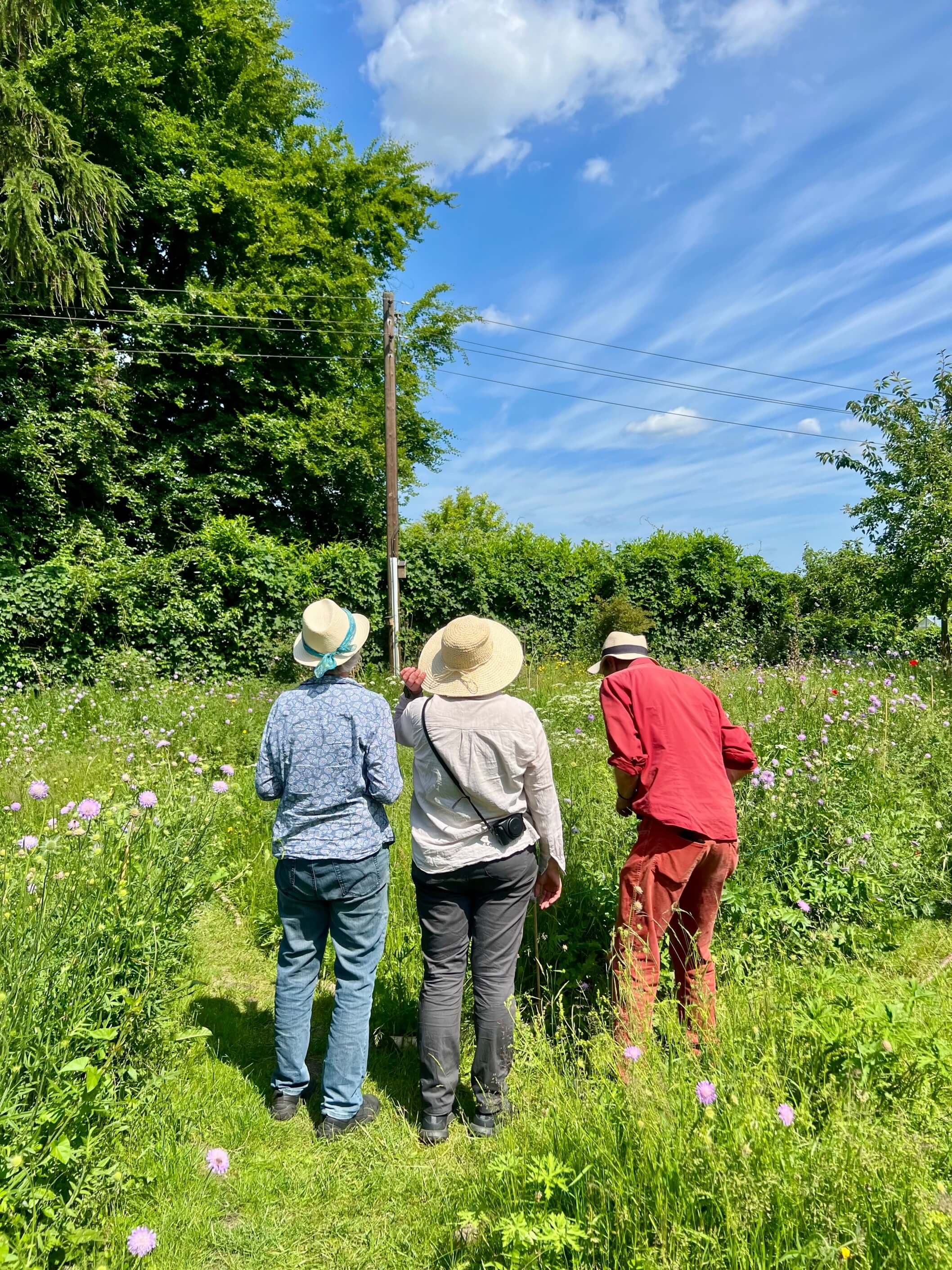 Drei Menschen schauen auf die Wildblumenweise