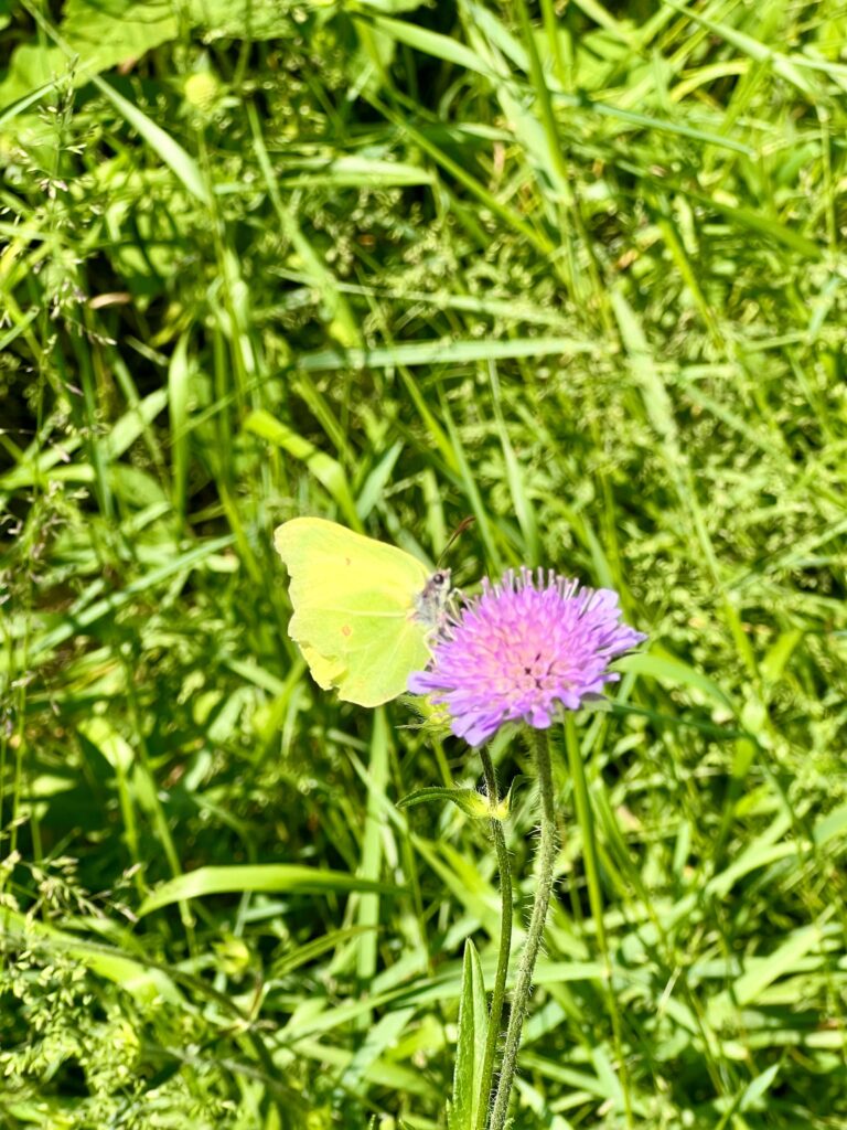 Zitronenfalter auf Witwenblume
