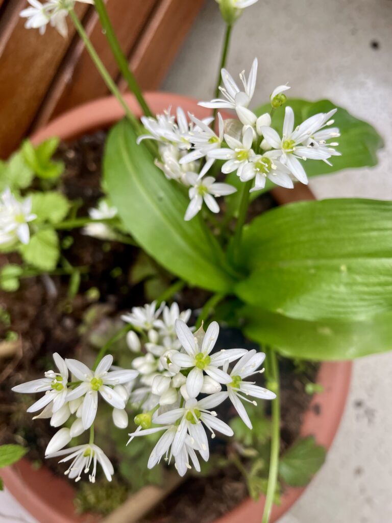 Bärlauchblüten im Frühling