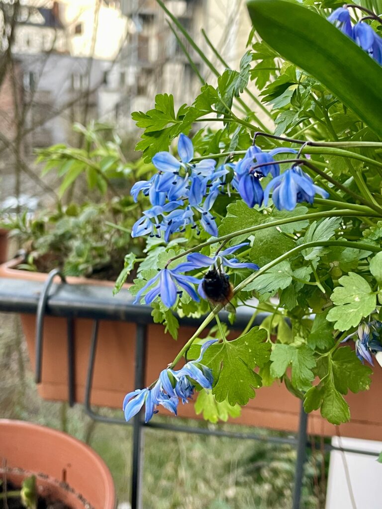 Mauerbiene auf Blaustern
