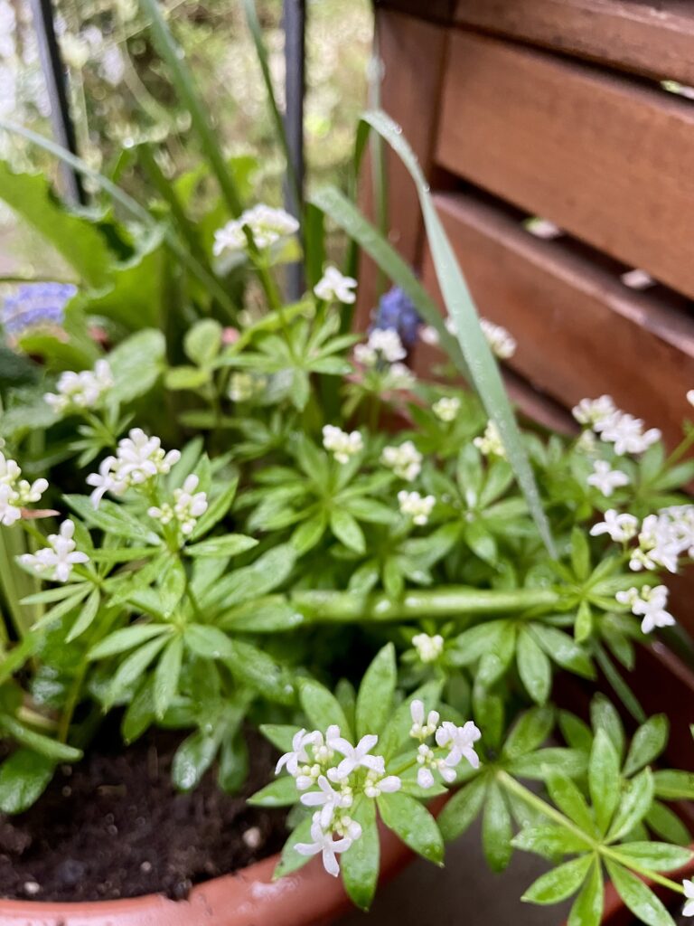 Waldmeisterblüten im Frühling