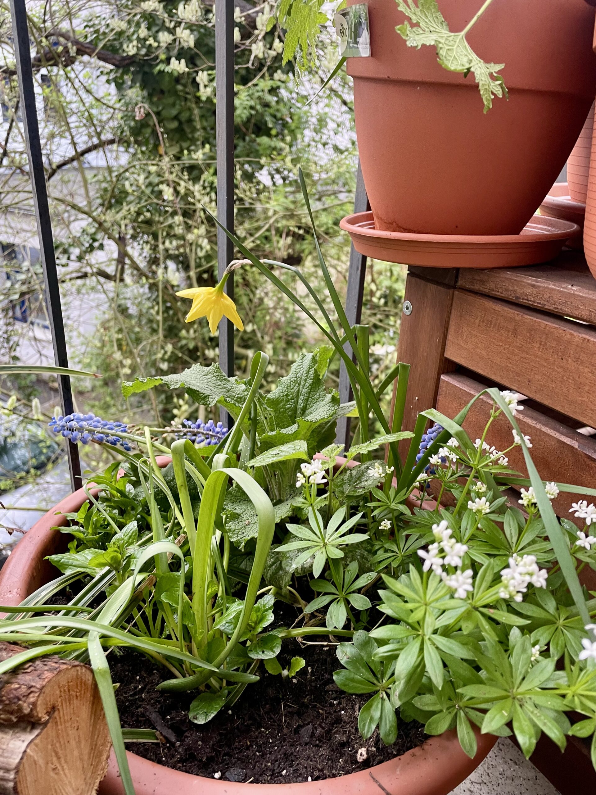 10 Frühblüher für den Nordbalkon