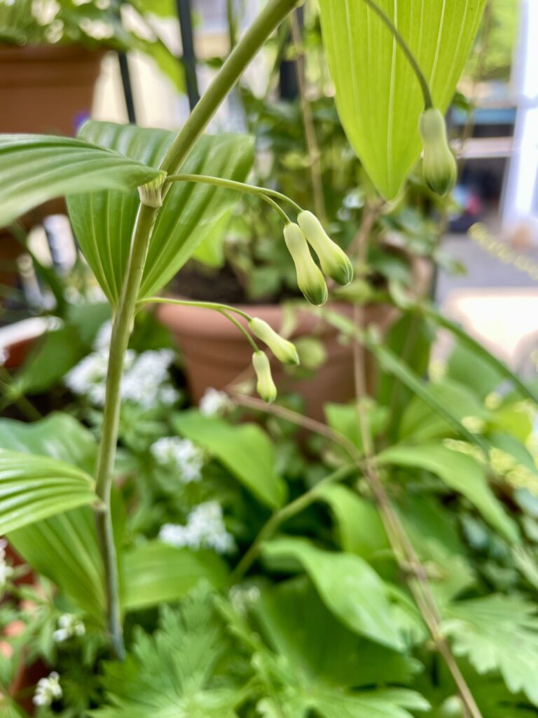 Salomonssiegel in der Blüte