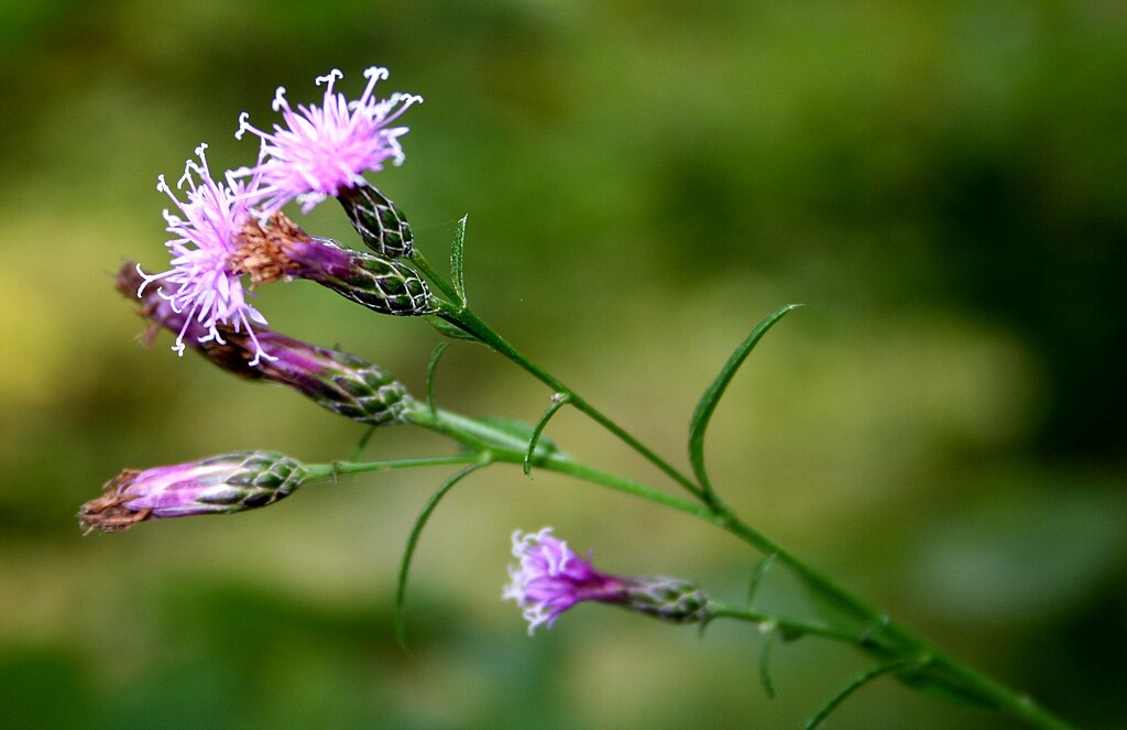 Färberscharte mit pinken Blüten