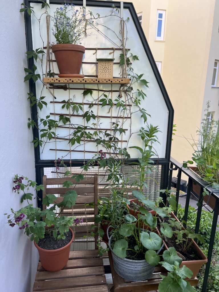 Wildbienen-Nisthilfe und Pflanzen auf dem Nordbalkon