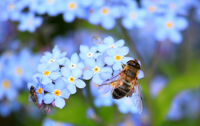 Sumpf-Vergissmeinnicht mit hellblauen Blüten
