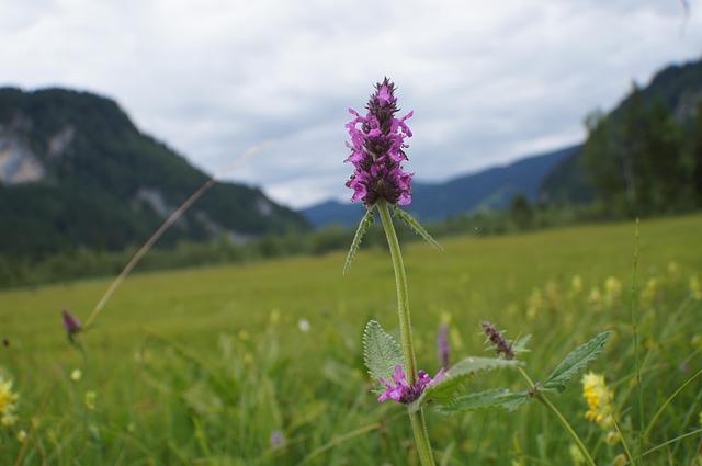 Heilziest mit pinken Blüten auf grüner Wiese