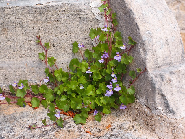 Zimbelkraut mit rosa Blüten und grünen Blättern an Mauer