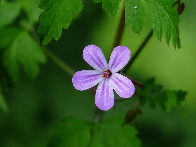 Ruprechtskraut mit rosa Blüte