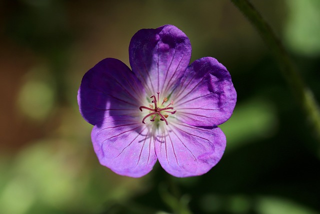Wald-Storchschnabel mit pinker Blüte
