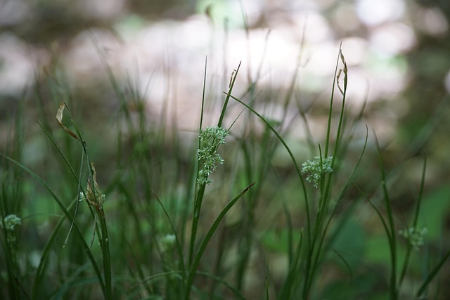 Wald-Simse
