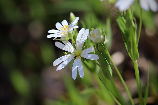 Wilde Balkonfrage: Warum vertragen manche Pflanzen Schatten?