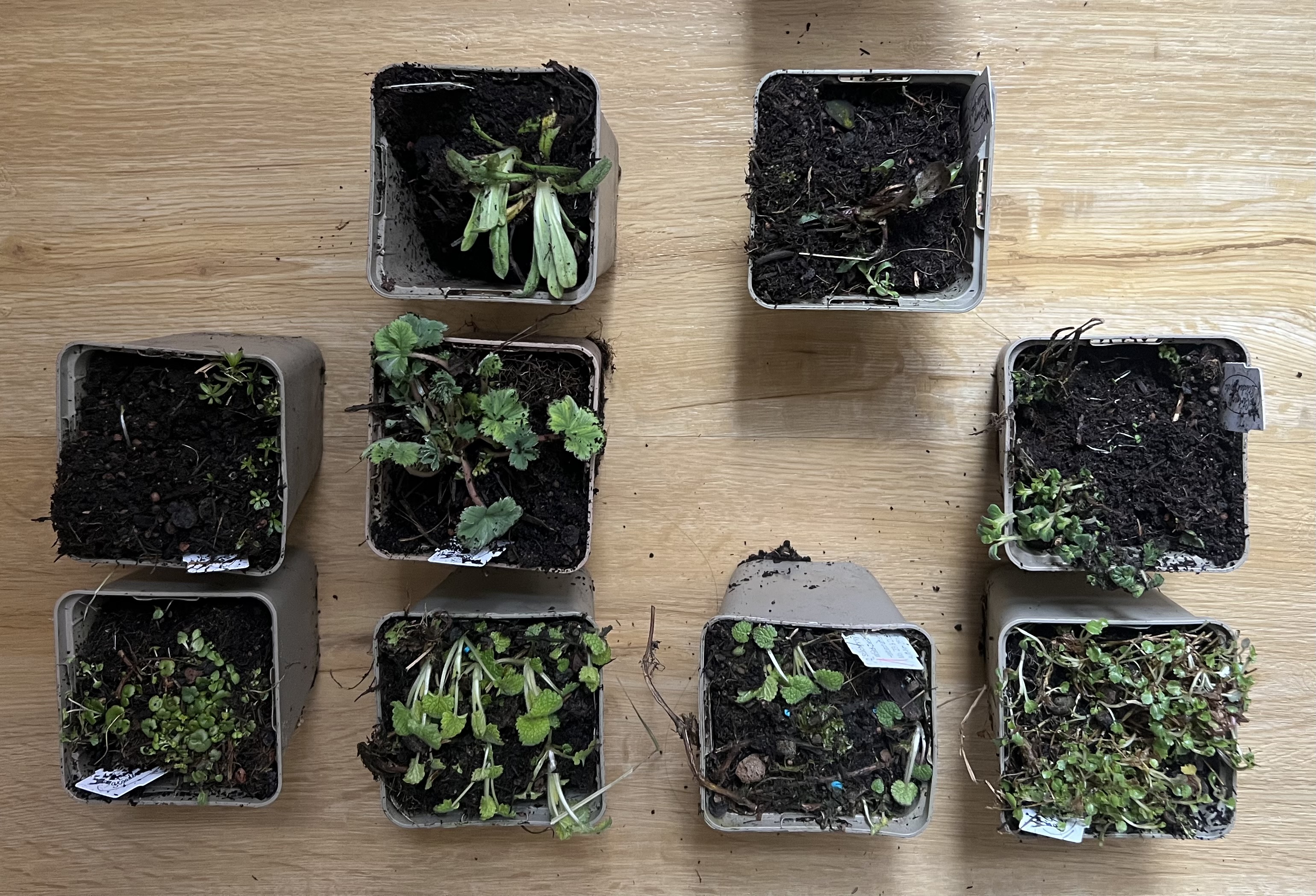 Stauden-Tetris auf 2,4 qm: Diese Stauden ziehen 2026 ein