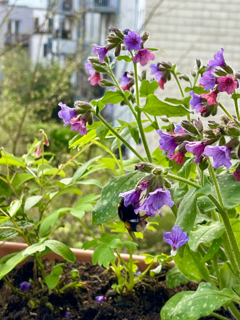 Erdhummel an Lungenkraut