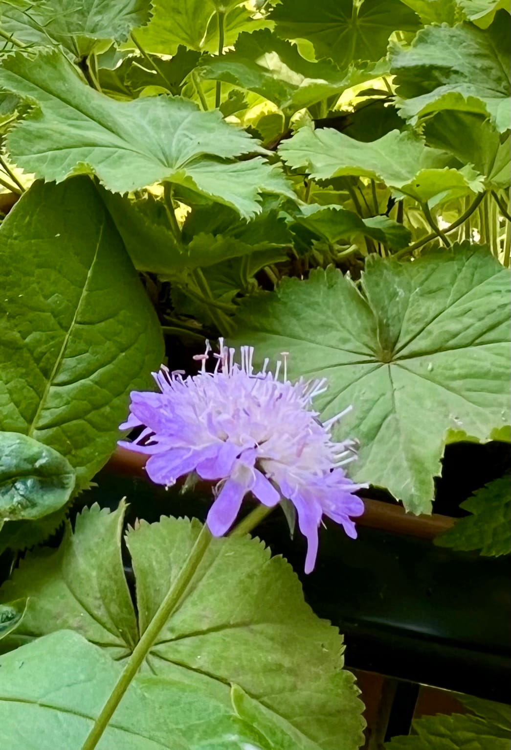Waldwitwenblume auf Nordbalkon