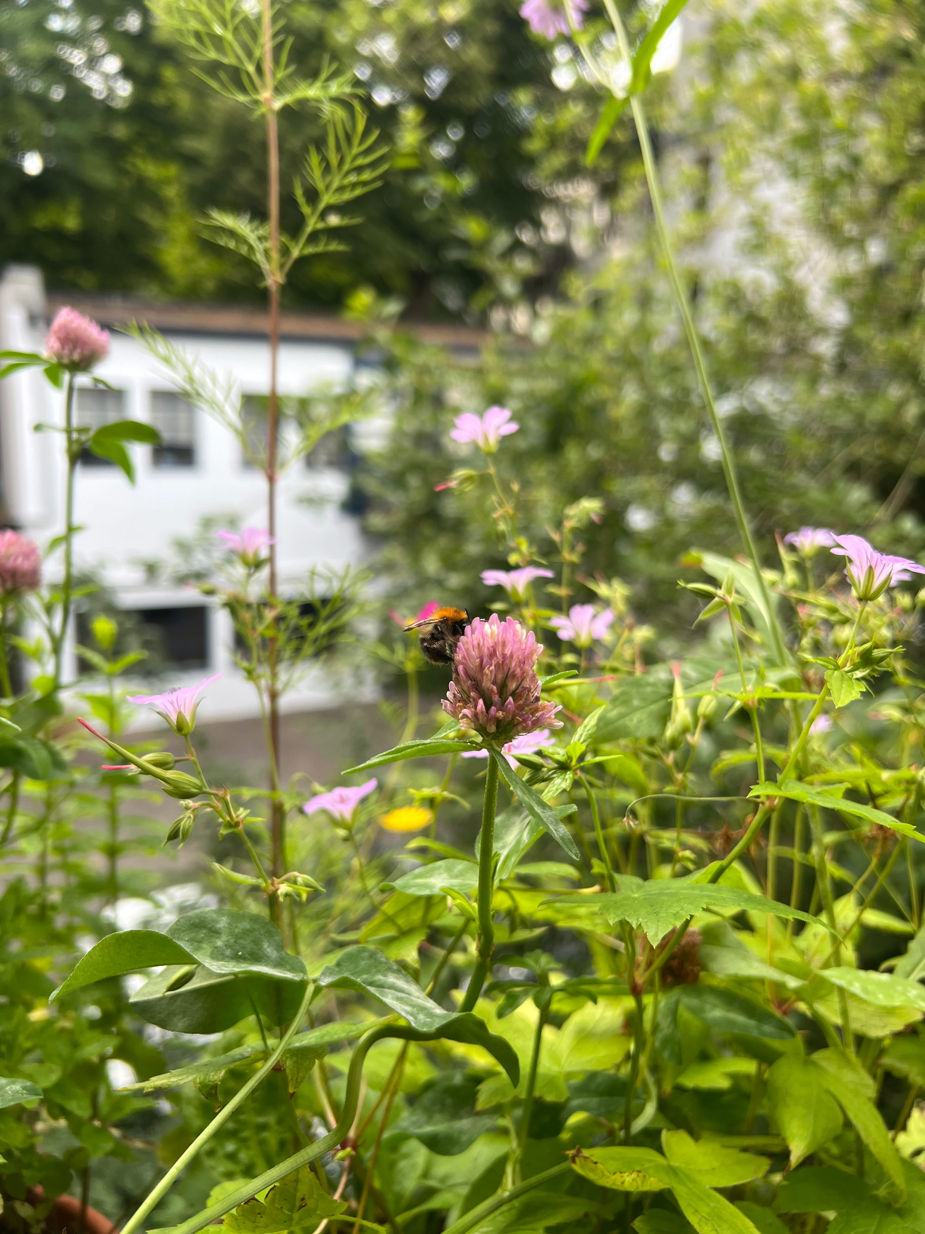 Ackerhummel an Wiesenklee