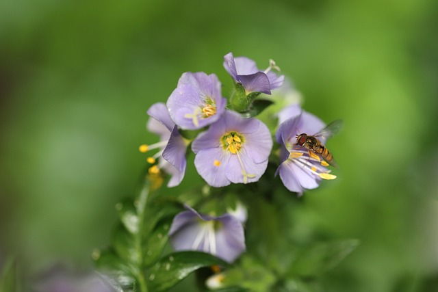 Jakobsleiter mit lila Blüten