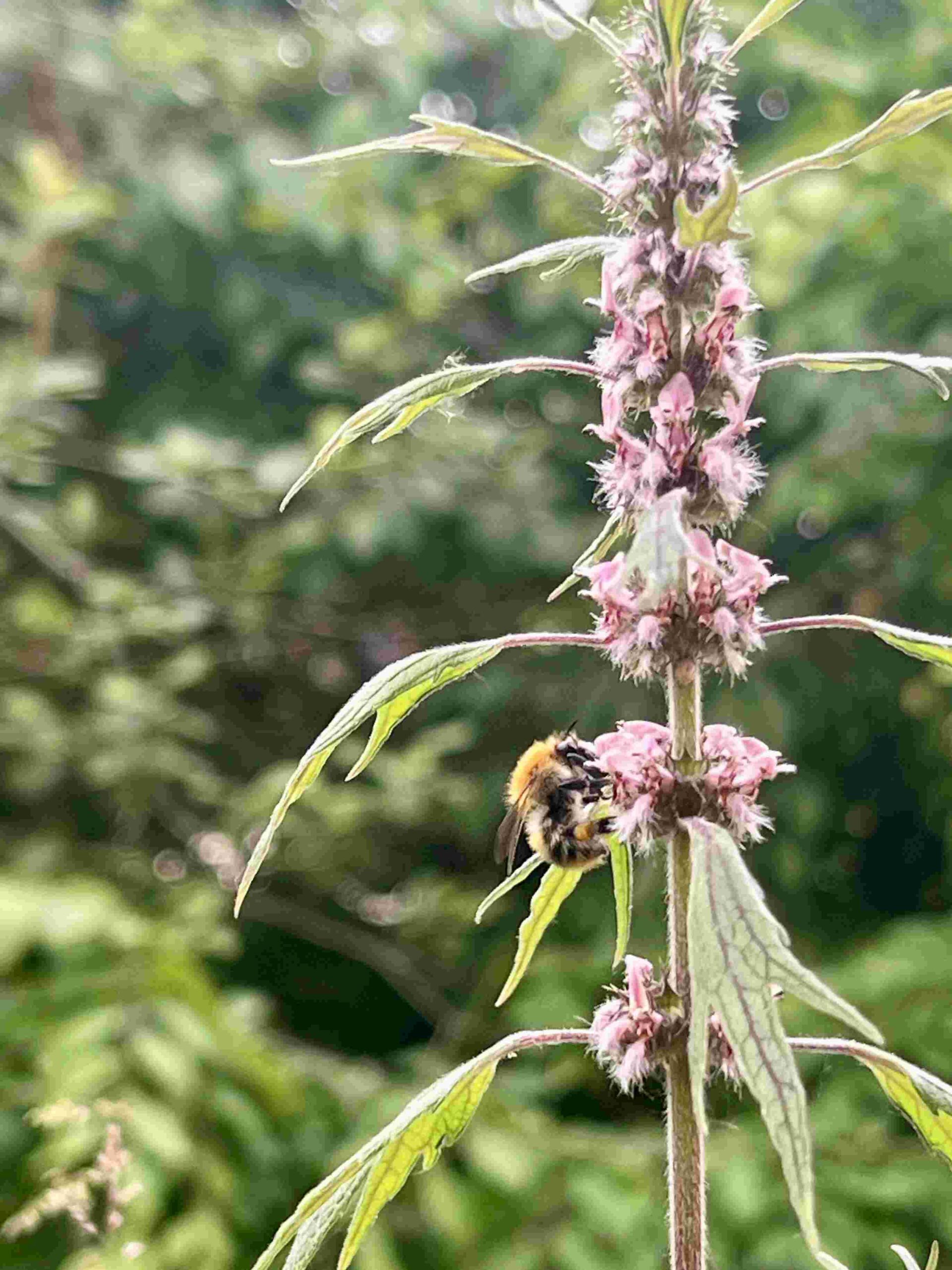 Ackerhummel an Herzgespann