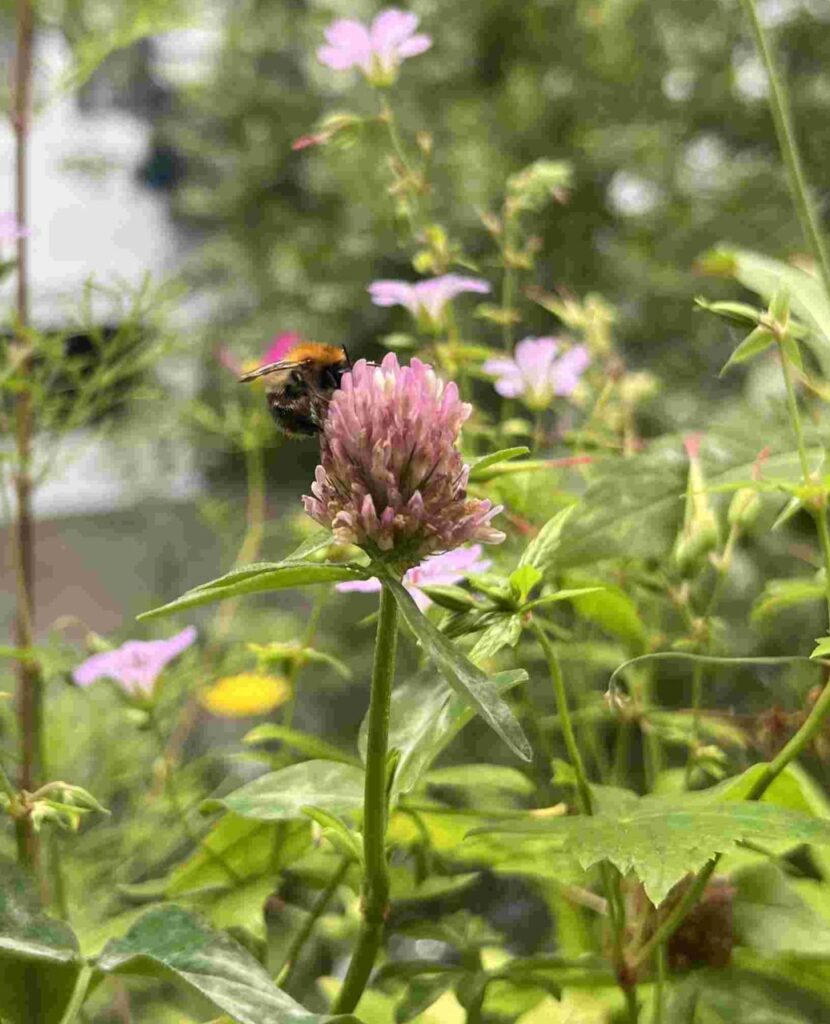 Ackerhummel auf Wiesenklee