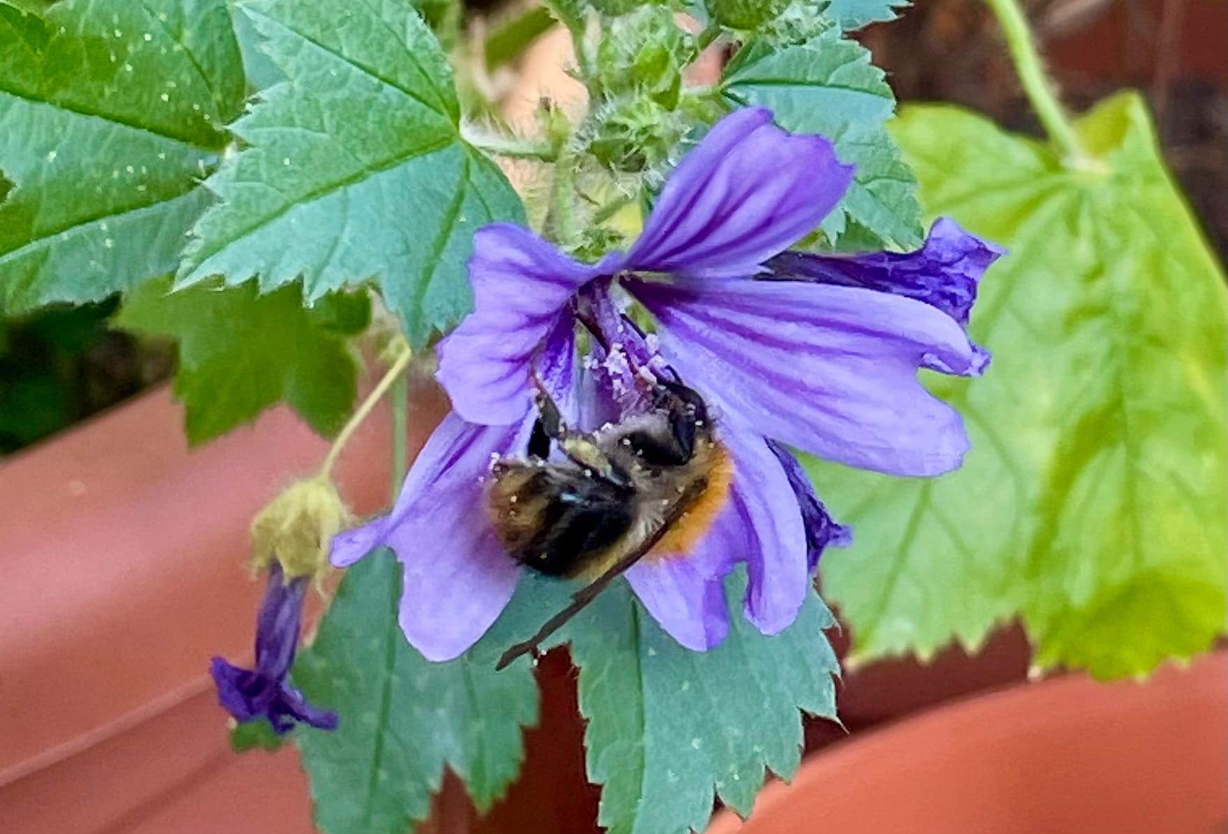 Nordbalkonbewohner: Hummeln