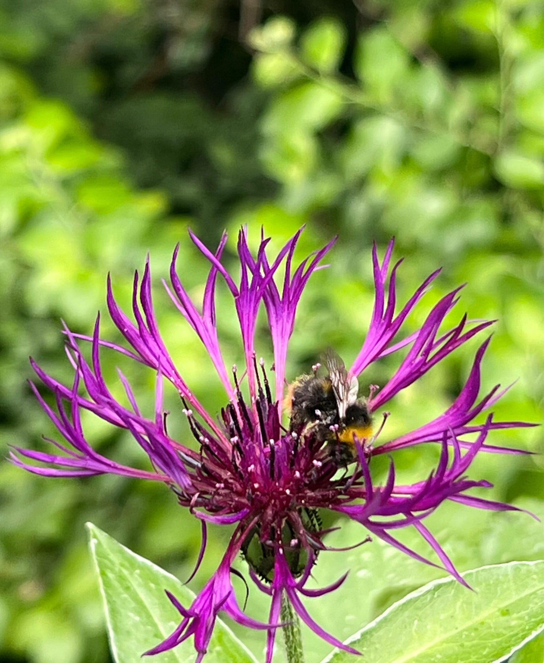 Wiesenhummel an Berg-Flockenblume