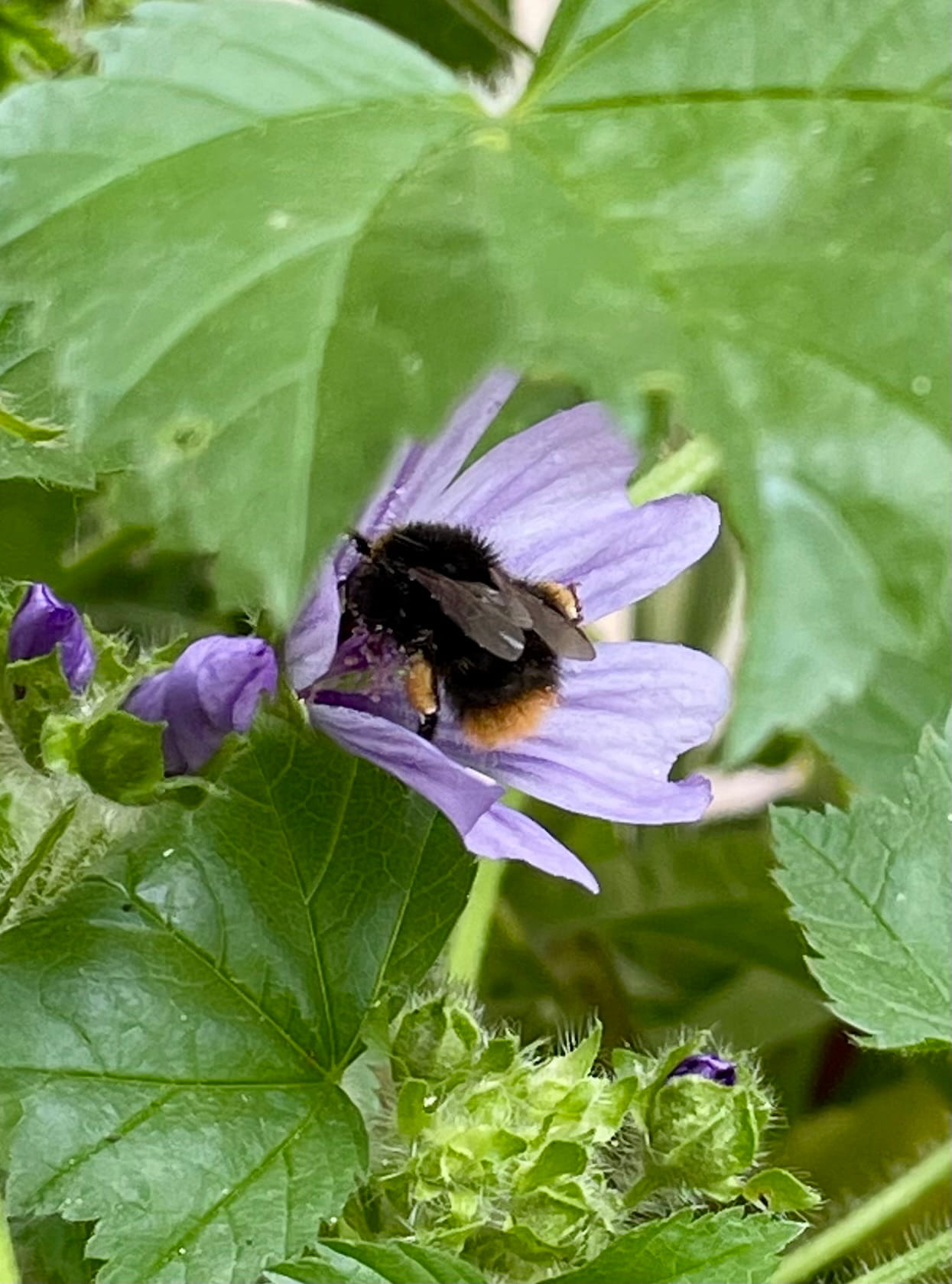Steinhummel an Wilder Malve