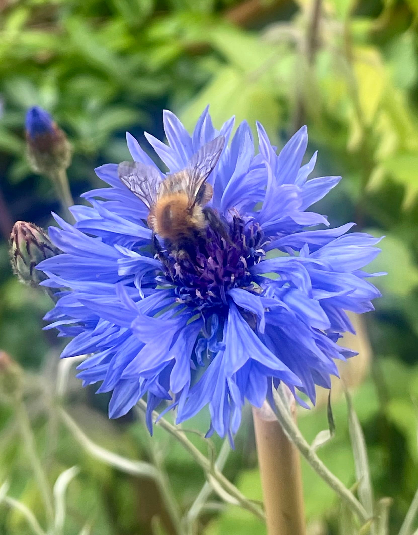 Ackerhummel an Kornblume