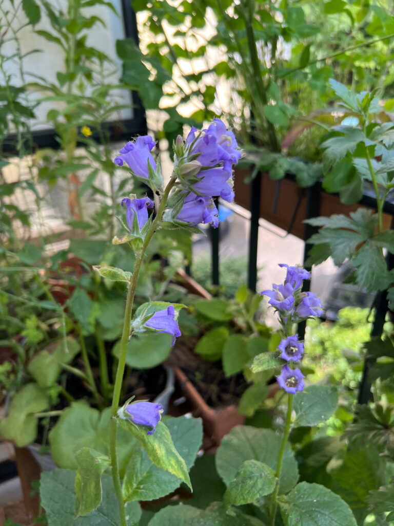 BreitblÀttrige Glockenblume auf dem Nordbalkon