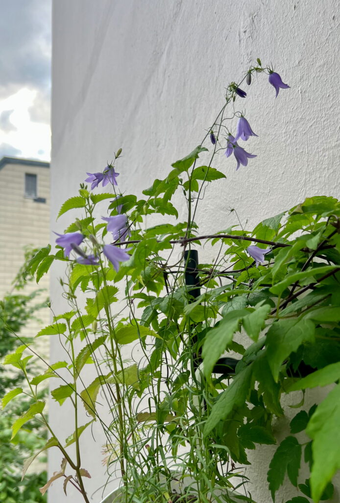 RundblÀttrige Glockenblume auf dem Nordbalkon