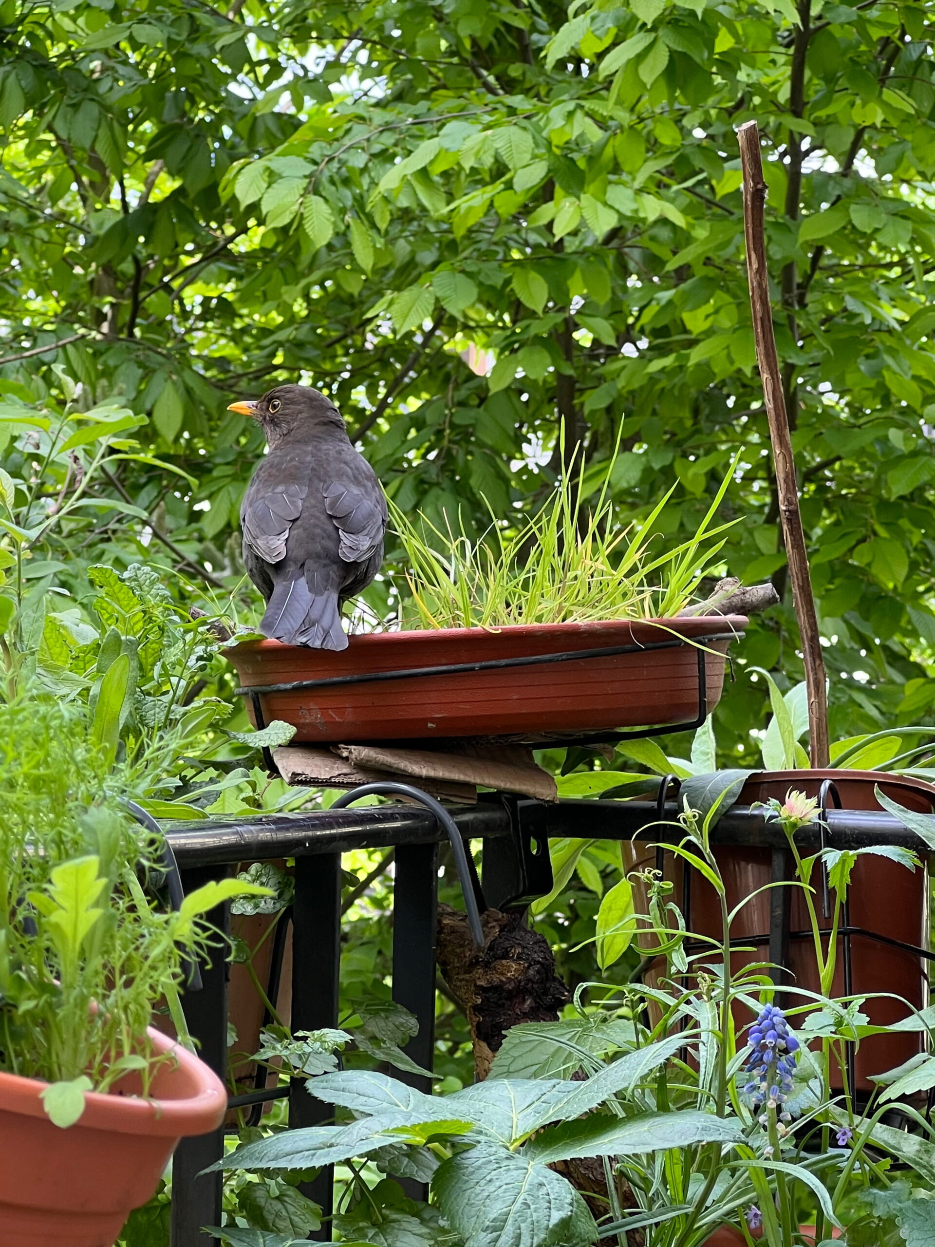 Meine wilde Vogel- und Insektentränke auf dem Balkon