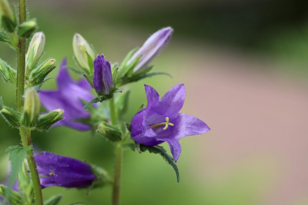 NesselblÀttrige Glockenblume