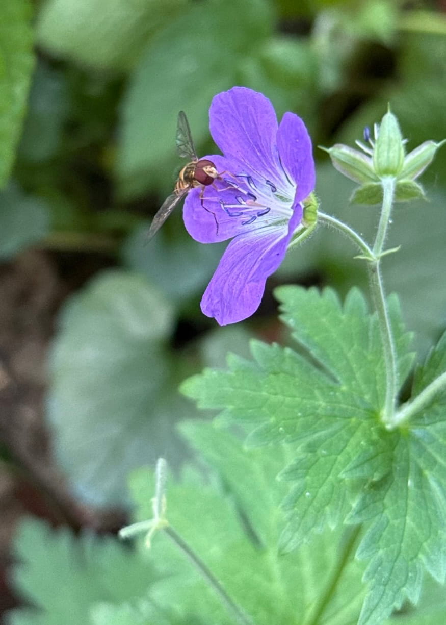 Hainschwebfliege auf Wald-Storchschnabel