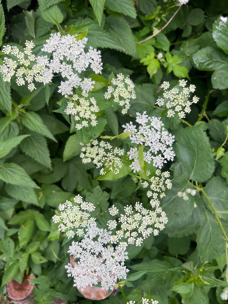 Giersch auf der Wildblumenwiese