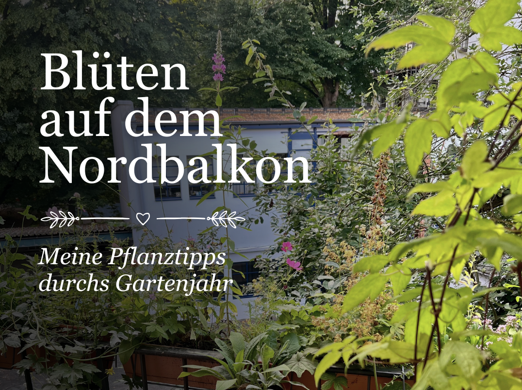 Nordbalkon bepflanzen: Heimische Stauden im Jahresverlauf