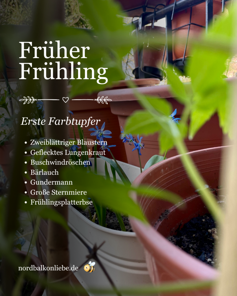 Heimische Pflanzen für den Nordbalkon im frühen Frühling: Zweiblättriger Blaustern, Geflecktes Lungenkraut, Buschwindröschen, Bärlauch, Gundermann und Große Sternmiere