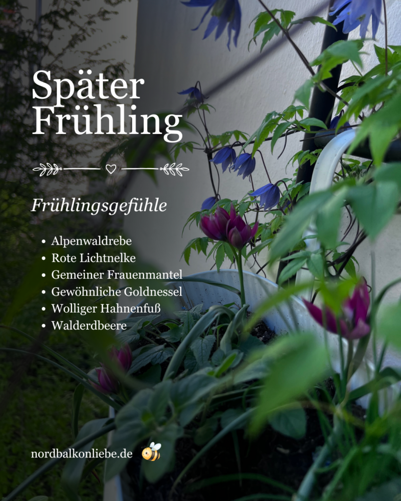 Heimische Pflanzen für den Nordbalkon im späten Frühling: Alpen-Waldrebe, Rote Lichtnelke, Gemeiner Frauenmantel, Goldnessel, Wolliger Hahnenfuß und Walderdbeere