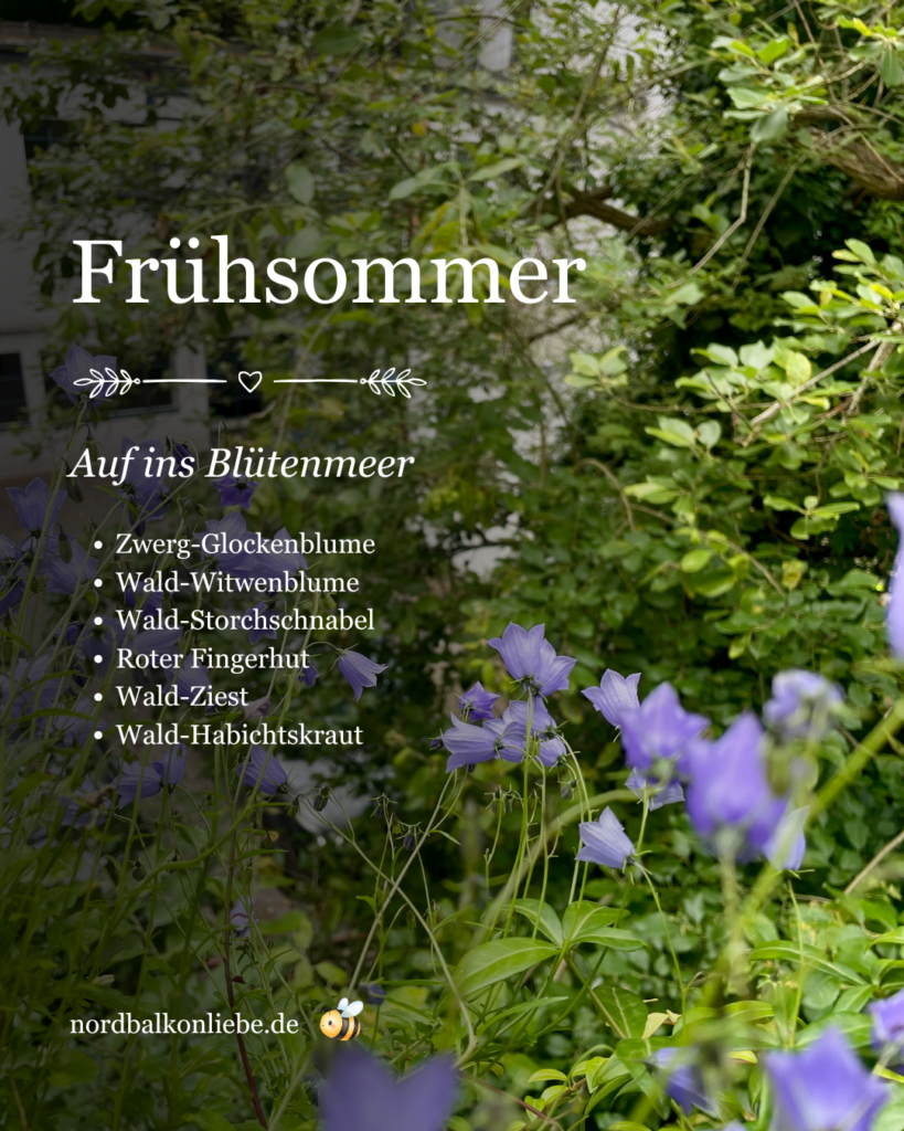 Heimische Pflanzen für den Nordbalkon im Frühsommer: Zwerg-Glockenblume, Wald-Witwenblume, Wald-Storchschnabel, Roter Fingerhut, Wald-Ziest und Wald-Habichtskraut