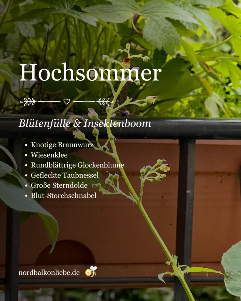 Heimische Pflanzen für den Nordbalkon im Hochsommer: Knotige Braunwurz, Wiesenklee, Rundblättrige Glockenblume, Gefleckte Taubnessel, Große Sterndolde und Blut-Storchschnabel