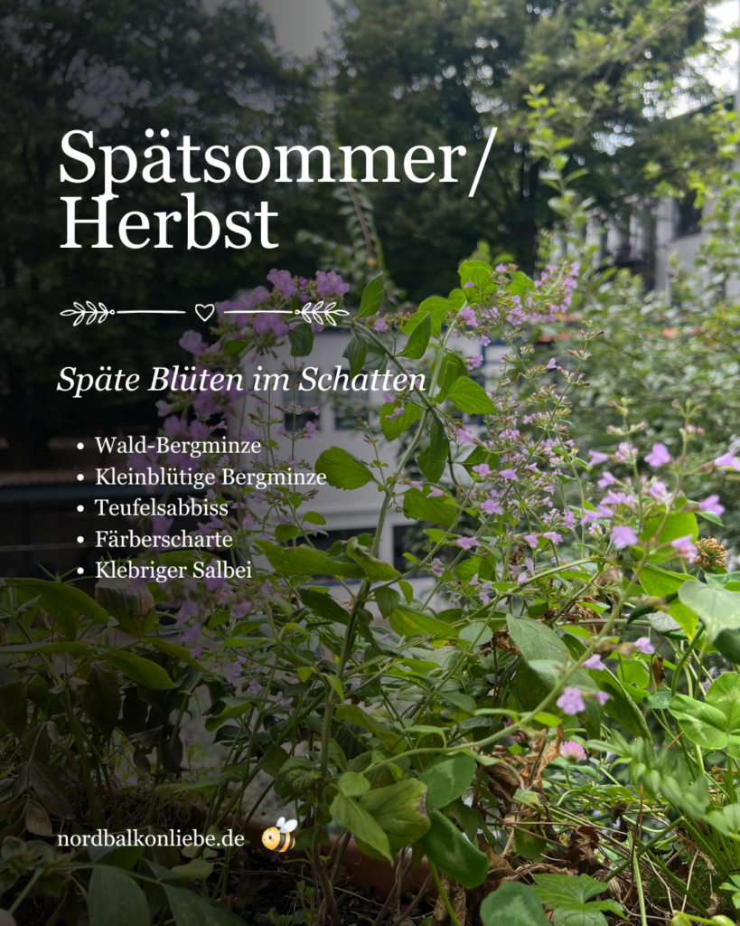 Heimische Pflanzen für den Nordbalkon im Spätsommer und Herbst: Wald-Bergminze, Kleinblütige Bergminze, Teufelsabbiss, Färberscharte und Klebriger Salbei