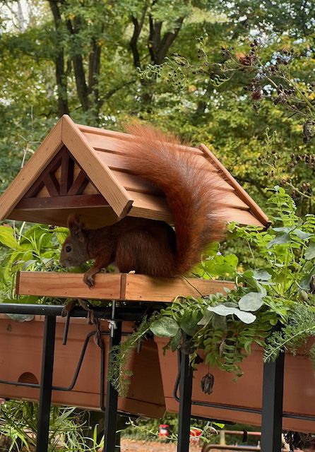 Eichhörnchen Mampftet im Futterhaus